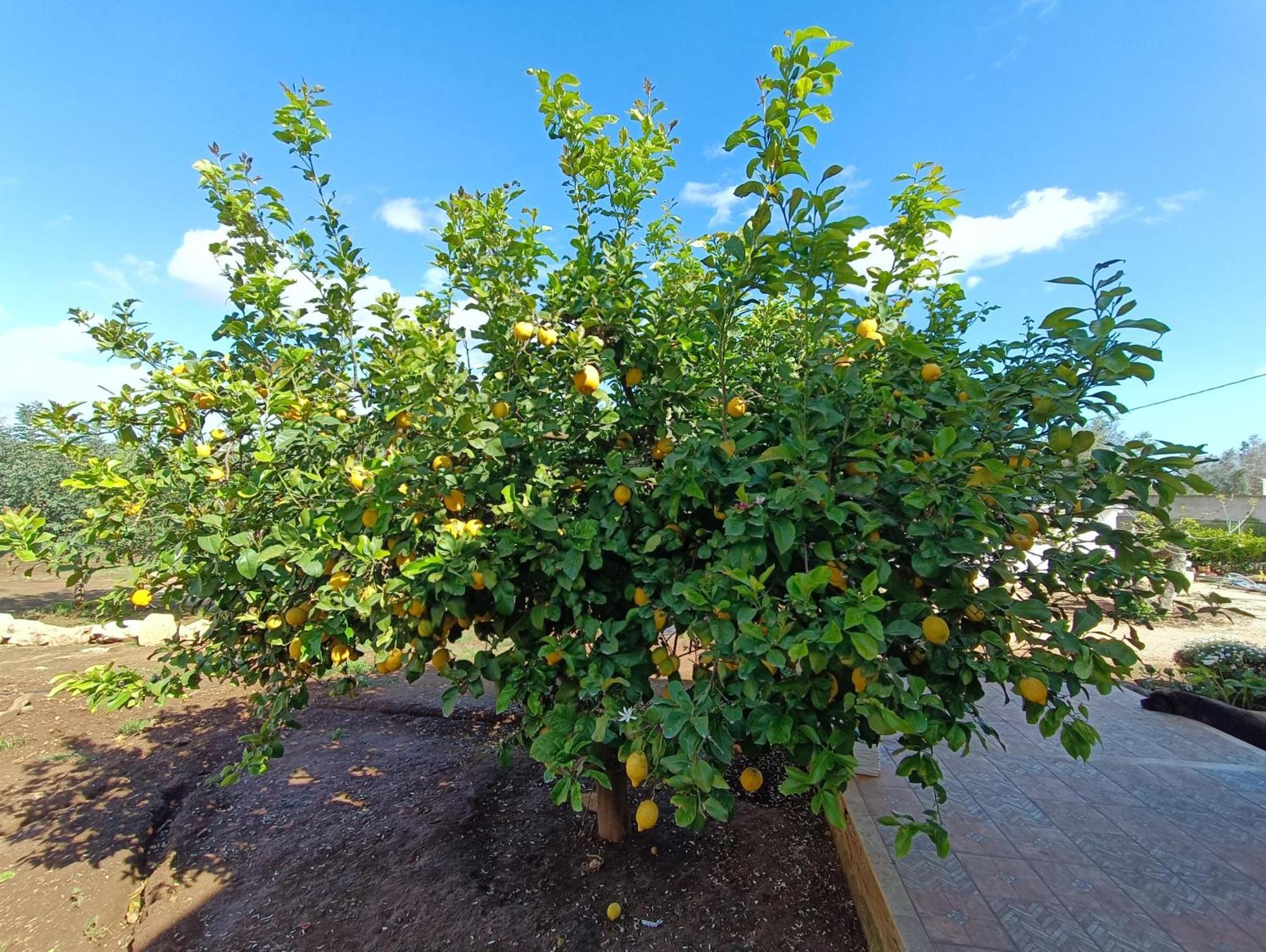 Oleum Hotell Mesagne Exteriör bild
